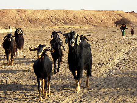 Oasis Sacr�e, M'Hamid, Sahara