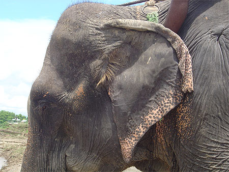 El�phant � Chitwan