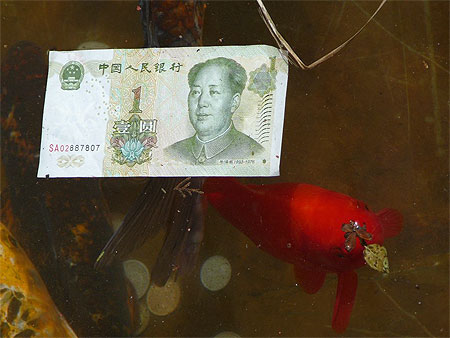 Golden fish