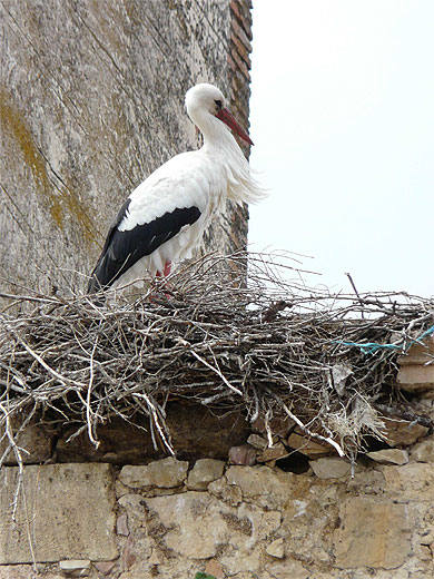 Cigogne en Castille