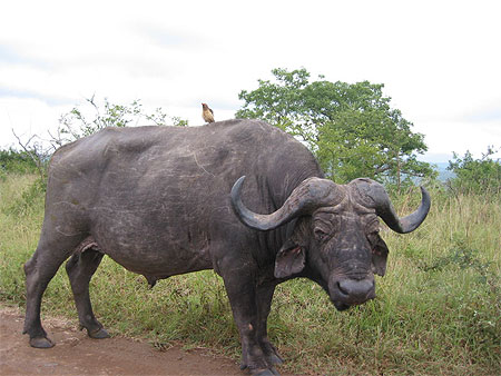 Buffle