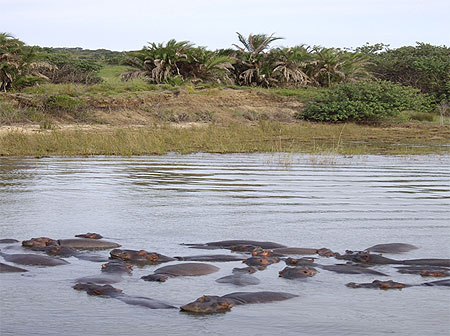 Groupe d'hippos � Santa Lucia