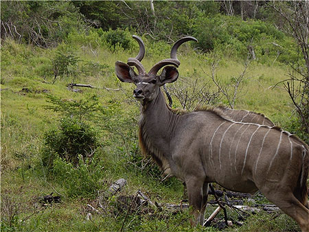 Kudu 