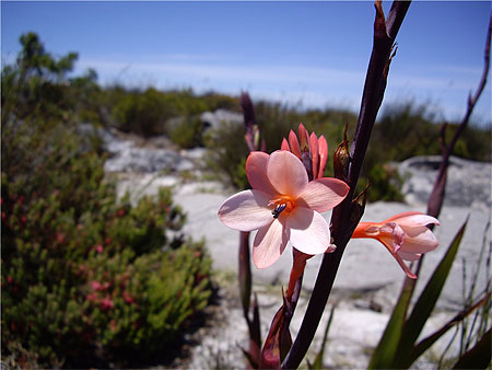 V�g�tation en fleur � Table mountain