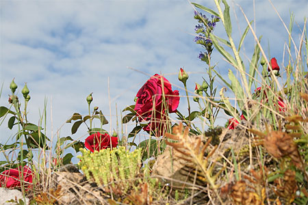 Roses Rouges