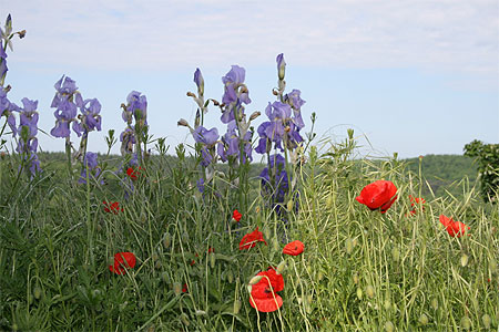 Iris et Coquelicots