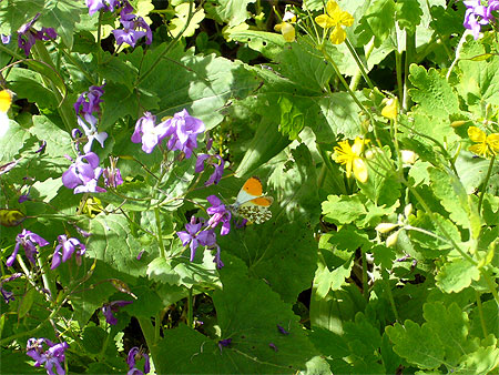 Papillons sur des fleurs le long du C�l�