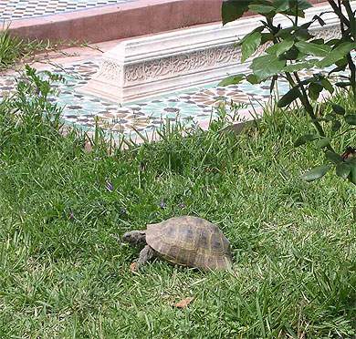 Tortue dans le jardin des tombeaus des Saadiens de Marrakech