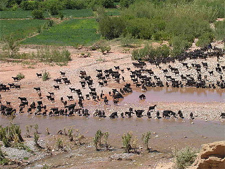 Troupeau � l'oued sur la piste dans le haut Atlas