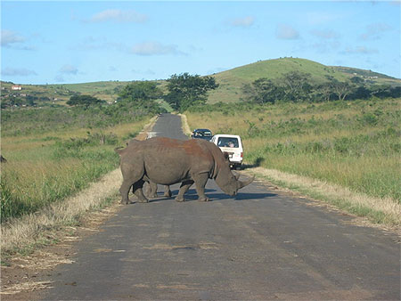 Priorit� aux rhinos