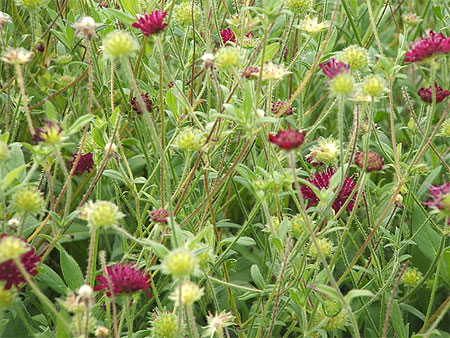 Fouillis floral