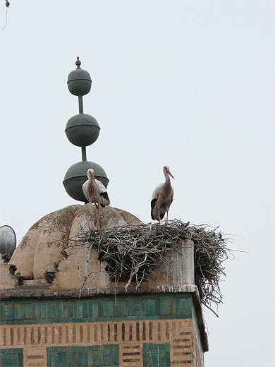 Cigogne Marrachi