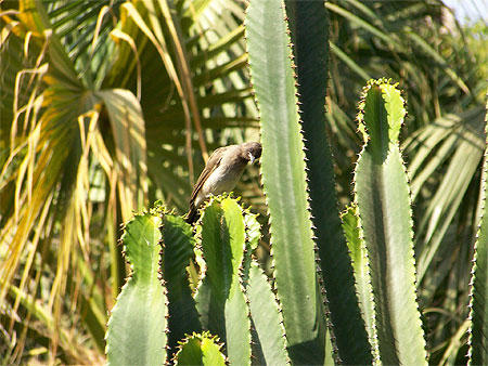 Oiseau du jardin de Majorelle