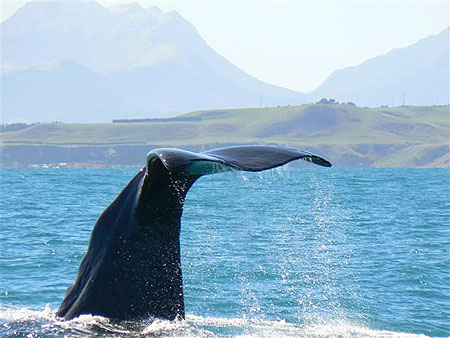 Magic New Zealand