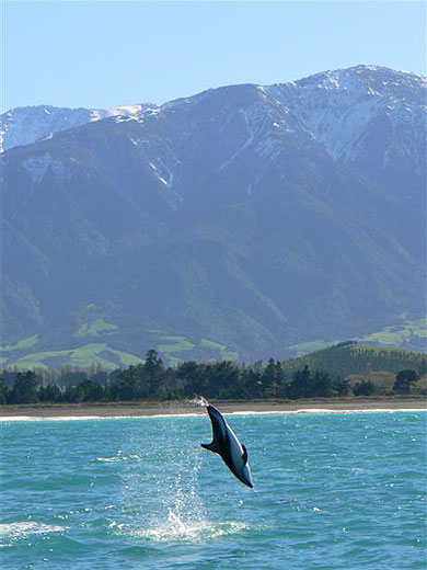 Magic New Zealand