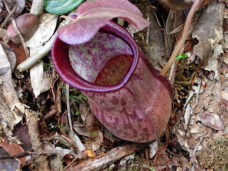 Nepenthes