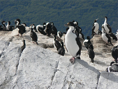 Ushuaia - Canal beagle