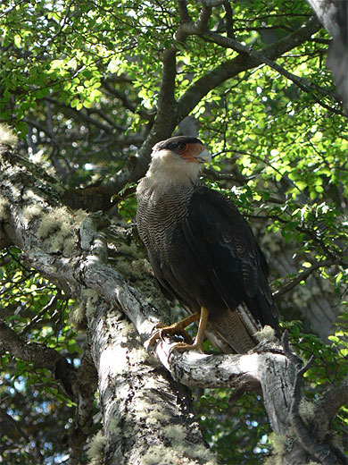 Ushuaia - Parc national