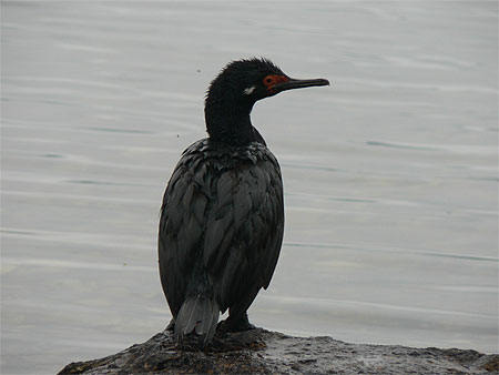 Ushuaia - Parc national