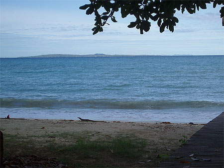Varan sur la plage