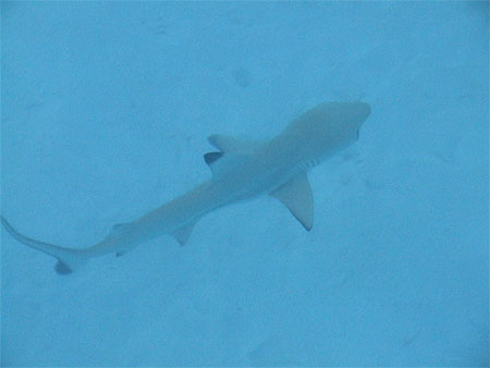 B�b� requin
