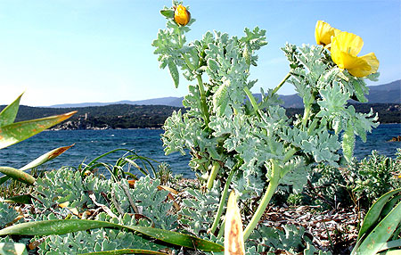 Fleur et tour