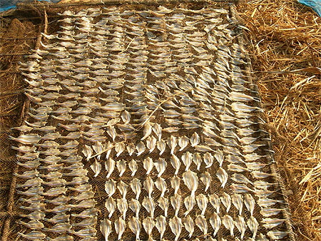 Le poisson s�che