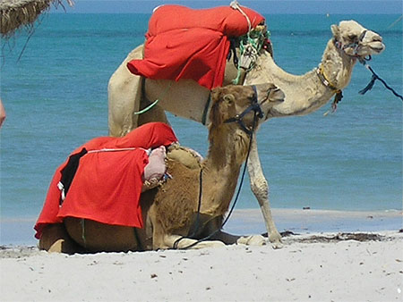 Dromadaires sur la plage