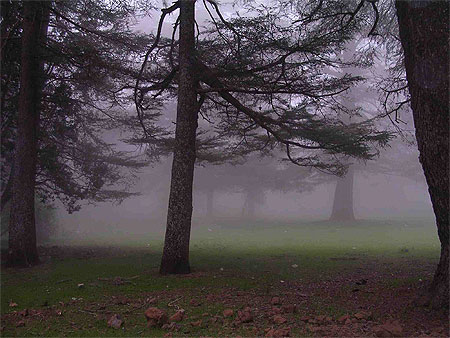 Brume dans la for�t de c�dres pr�s d'Azrou