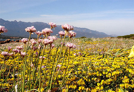 Fleurs de Mai