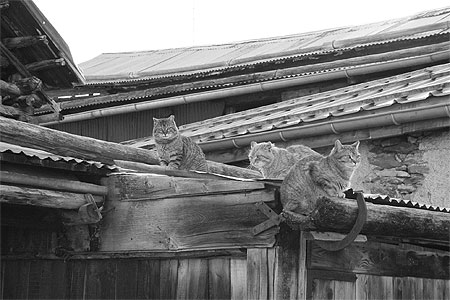 Tous les chats sont gris
