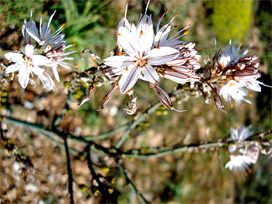 Fleurs