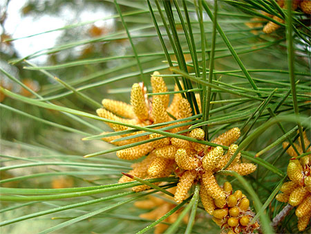 Pin