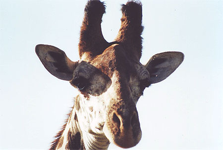 Girafe