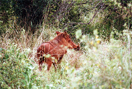 Phacoch�re ( Pumba ) ou Kenya Express