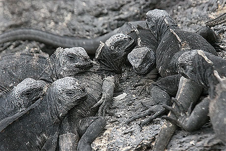 Camouflage