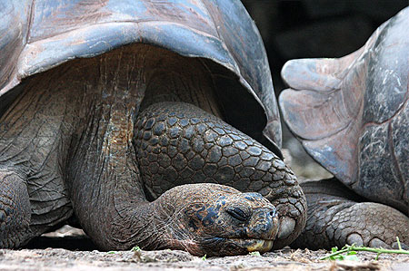 Tortue g�ante des Galapagos