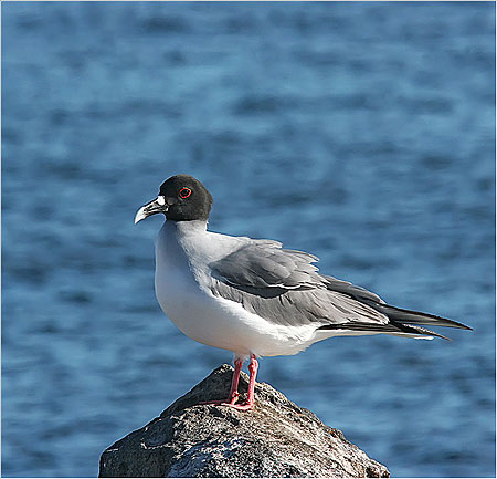 Mouette � queue fourchue