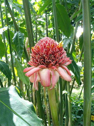 Rose de porcelaine (Annona Hurricata)