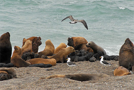 Otaries de Valdez