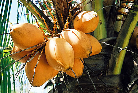 Cocotier