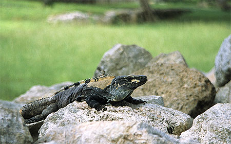 Iguane