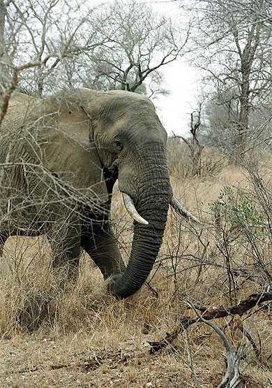 El�phant