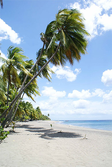 Plage au Carbet