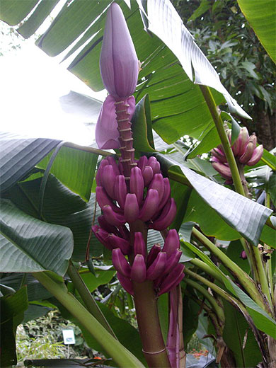 Bananier fleur