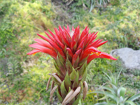 Ananas de montagne