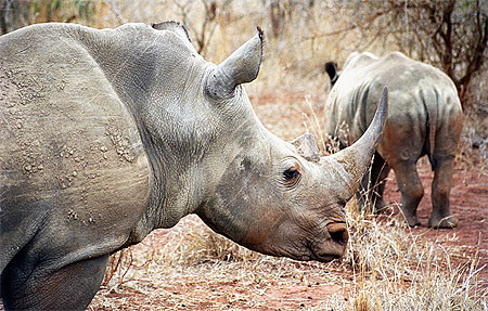 Rhinoc�ros