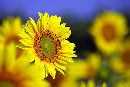 Tournesol