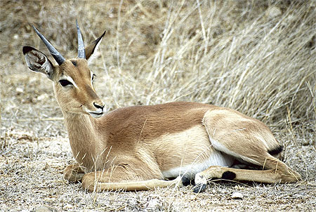 Impala