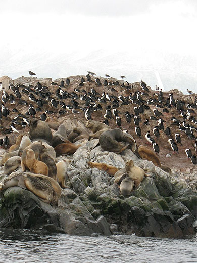 L'�le aux oiseaux